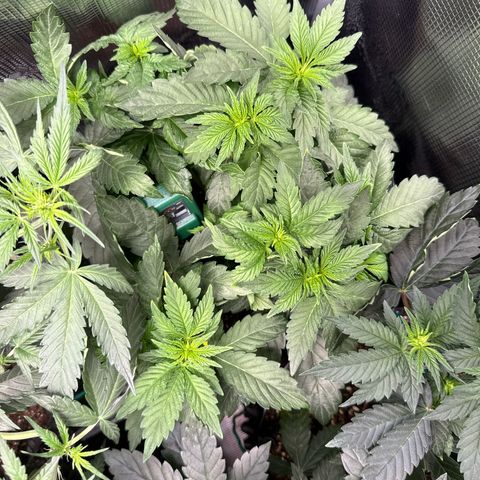 Rainbow Melon growlog timeline photo