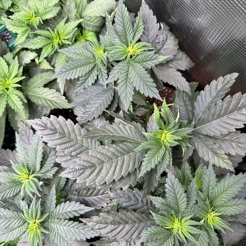 Gorilla Melon growlog timeline photo