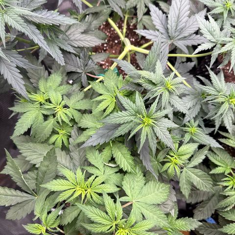 Lemonpaya growlog timeline photo
