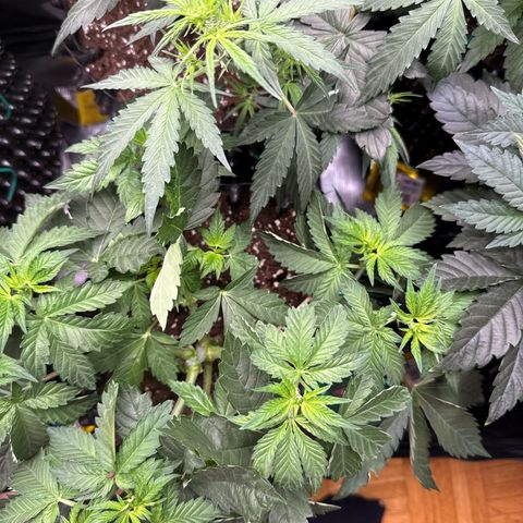 Gorilla Melon growlog timeline photo