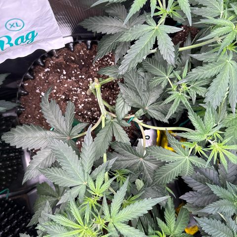 Fat Banana growlog timeline photo