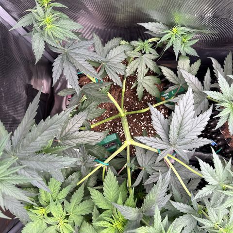 Special Kush #1 growlog timeline photo