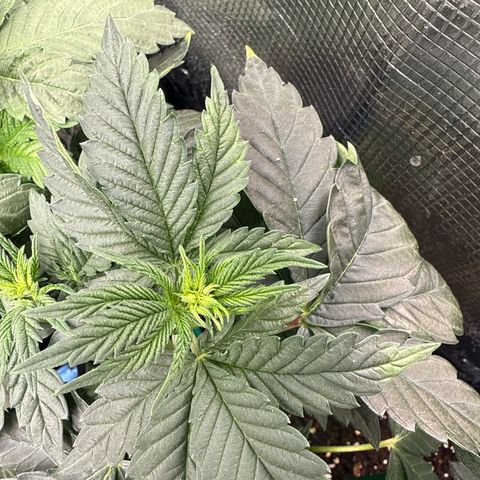 Rainbow Melon growlog timeline photo