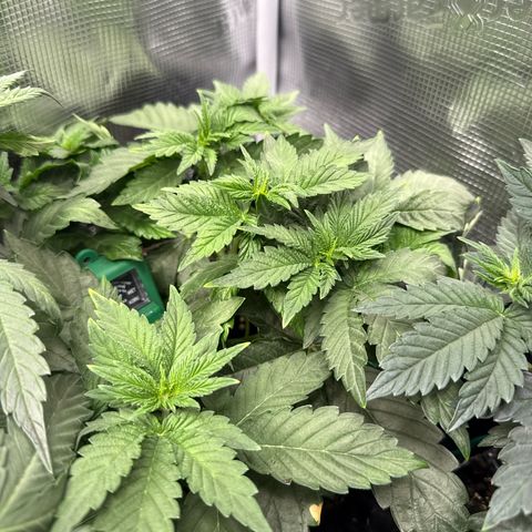 Rainbow Melon growlog timeline photo