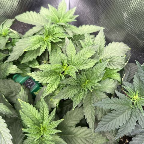 Rainbow Melon growlog timeline photo