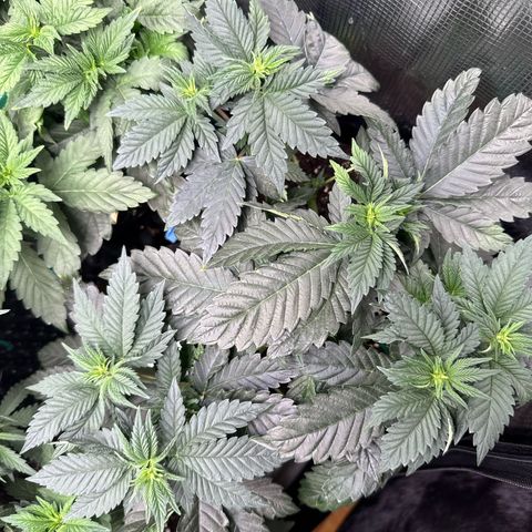 Gorilla Melon growlog timeline photo