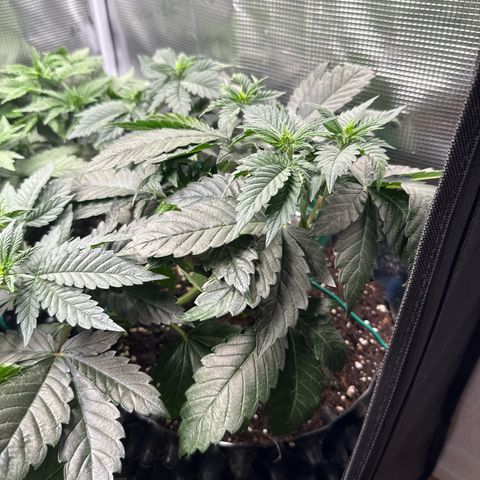 Gorilla Melon growlog timeline photo