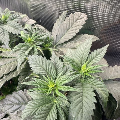 Gorilla Melon growlog timeline photo