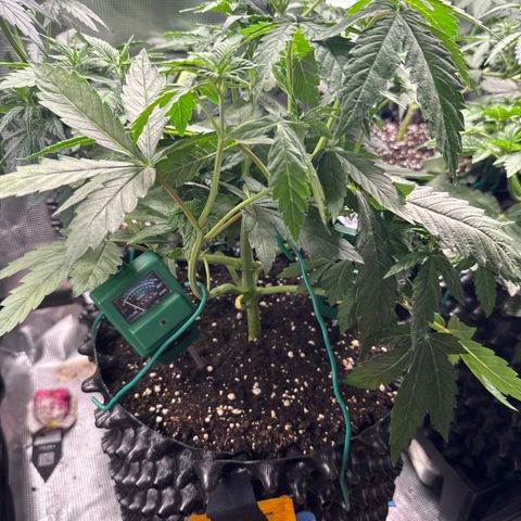 Lemonpaya growlog timeline photo