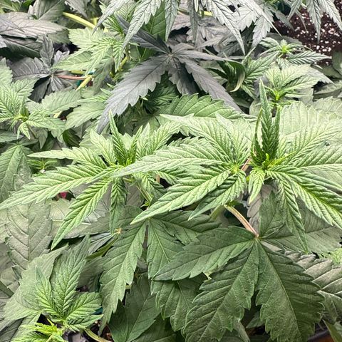 Lemonpaya growlog timeline photo