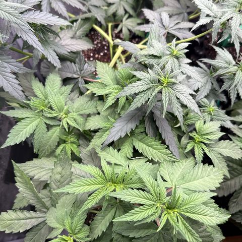 Lemonpaya growlog timeline photo