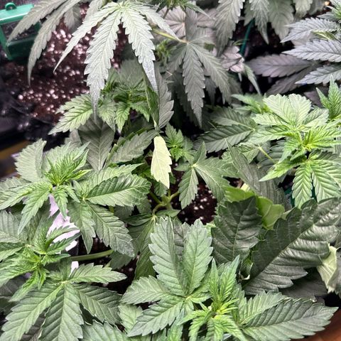 Gorilla Melon growlog timeline photo