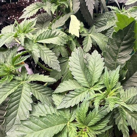 Gorilla Melon growlog timeline photo
