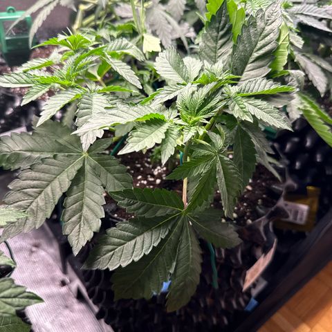 Gorilla Melon growlog timeline photo