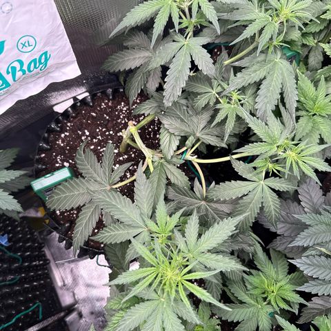 Fat Banana growlog timeline photo