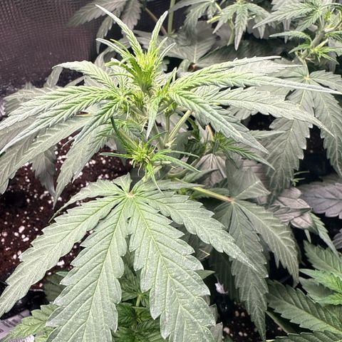 Fat Banana growlog timeline photo