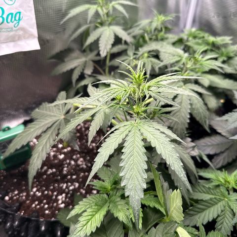 Fat Banana growlog timeline photo