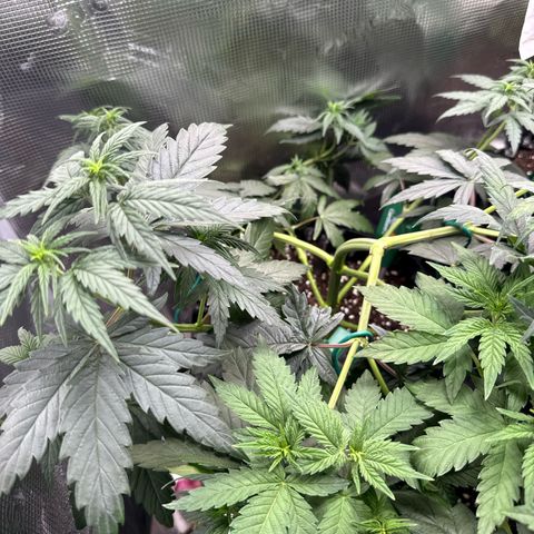Special Kush #1 growlog timeline photo