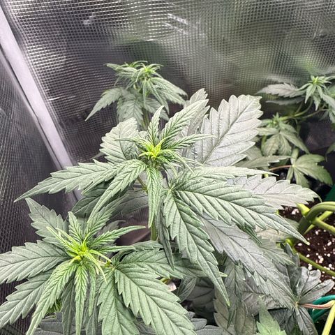 Special Kush #1 growlog timeline photo
