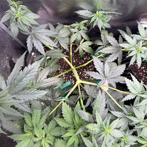 Special Kush #1 growlog timeline photo