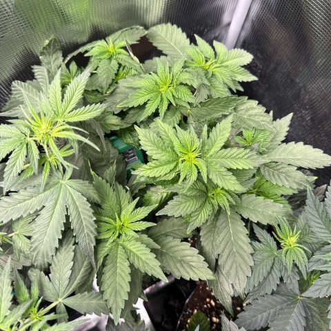 Rainbow Melon growlog timeline photo