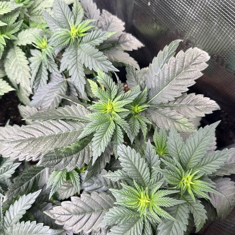 Gorilla Melon growlog timeline photo
