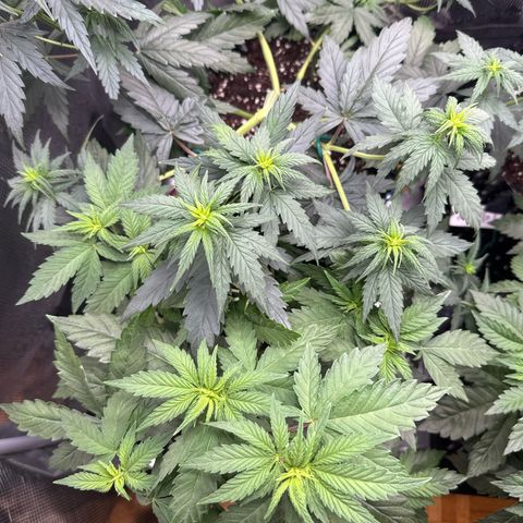 Lemonpaya growlog timeline photo
