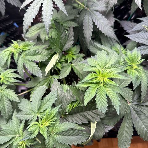 Gorilla Melon growlog timeline photo