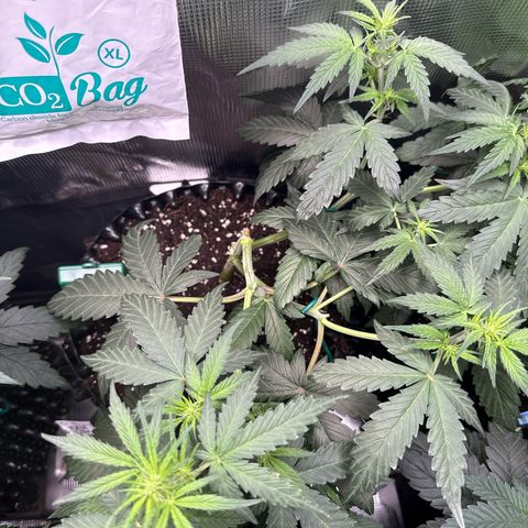 Fat Banana growlog timeline photo