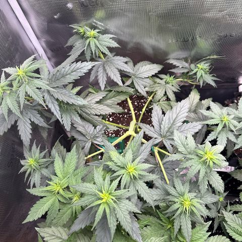 Special Kush #1 growlog timeline photo