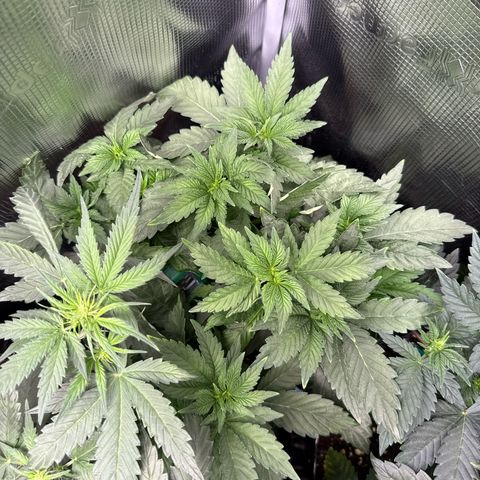 Rainbow Melon growlog timeline photo
