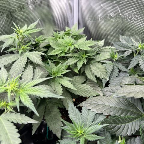 Rainbow Melon growlog timeline photo