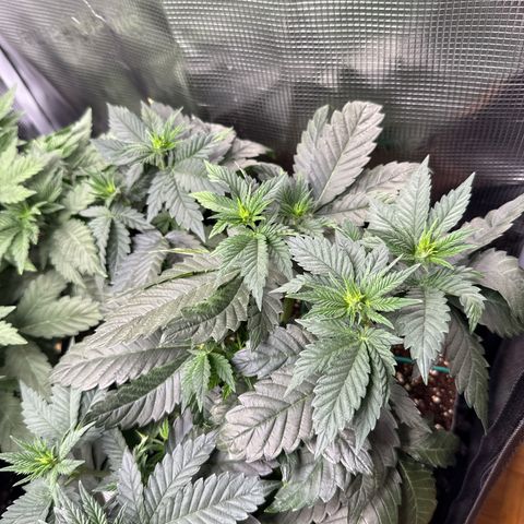 Gorilla Melon growlog timeline photo