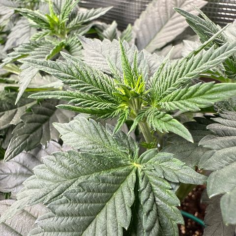 Gorilla Melon growlog timeline photo