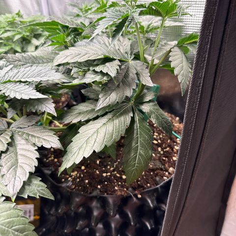 Gorilla Melon growlog timeline photo