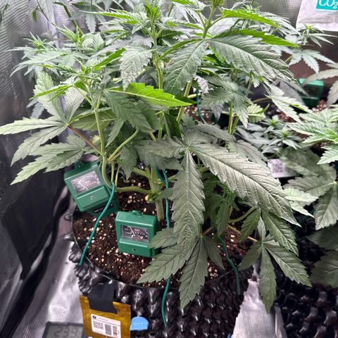 Lemonpaya growlog timeline photo
