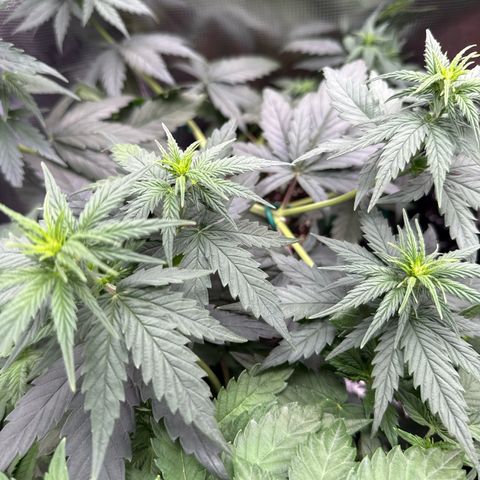 Lemonpaya growlog timeline photo