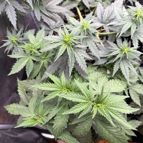 Lemonpaya growlog timeline photo