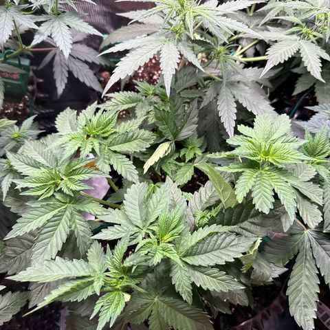 Gorilla Melon growlog timeline photo