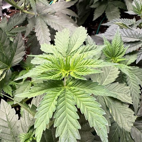 Gorilla Melon growlog timeline photo
