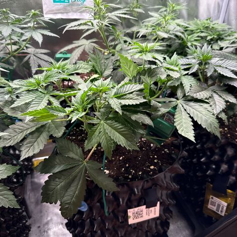 Gorilla Melon growlog timeline photo