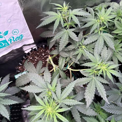 Fat Banana growlog timeline photo