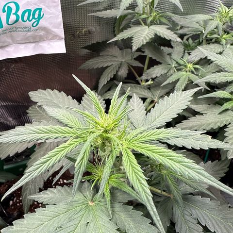 Fat Banana growlog timeline photo