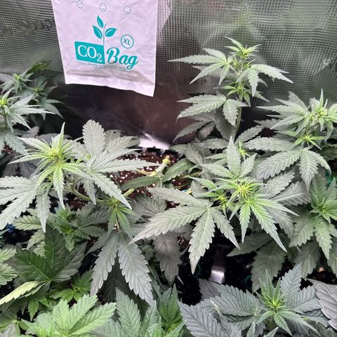 Fat Banana growlog timeline photo