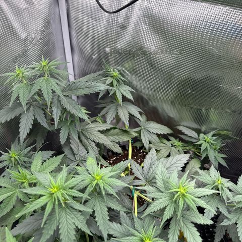Special Kush #1 growlog timeline photo