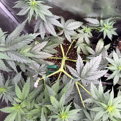 Special Kush #1 growlog timeline photo