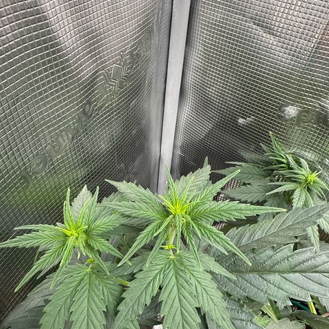 Special Kush #1 growlog timeline photo