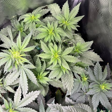 Rainbow Melon growlog timeline photo