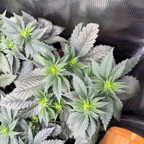 Gorilla Melon growlog timeline photo