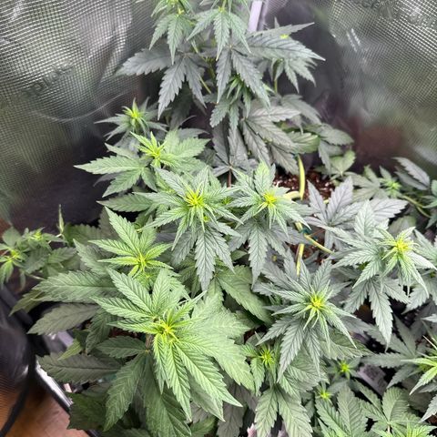 Lemonpaya growlog timeline photo